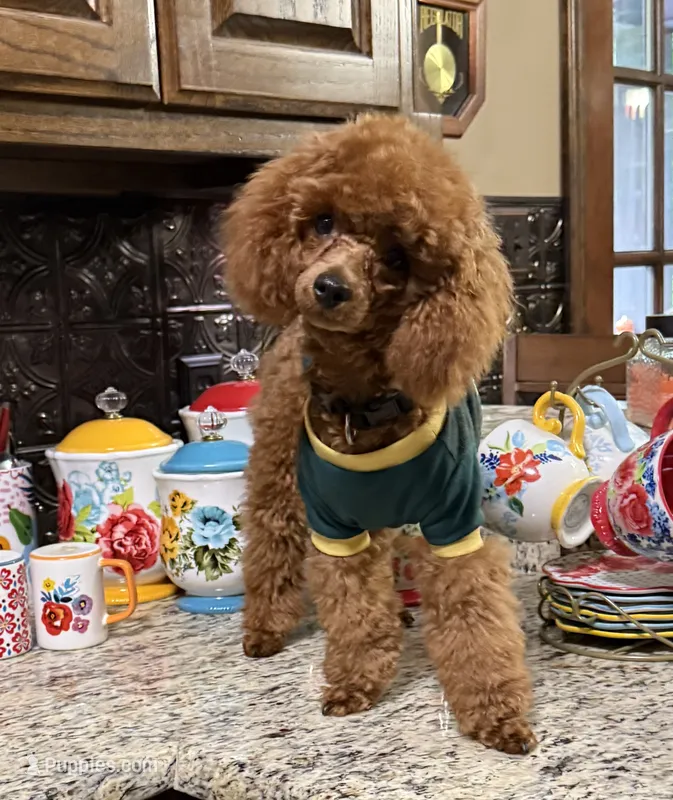 Theodore – Poodle - Toy  puppy for sale in Grayson, LA