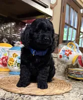 Sherman, a male Cocker Spaniel and Poodle - Toy  for sale in Grayson, LA – 3 of 4