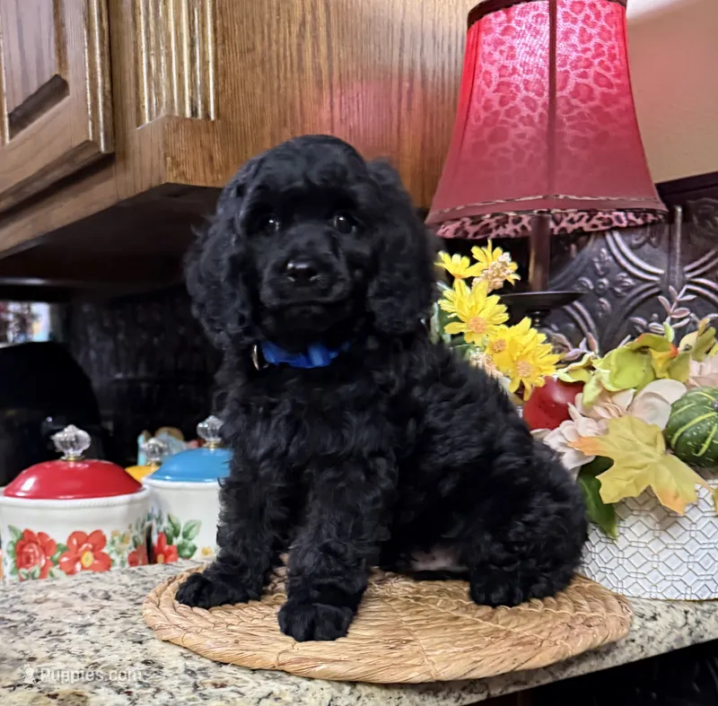 Sherman – Cocker Spaniel, Poodle - Toy  puppy for sale in Grayson, LA