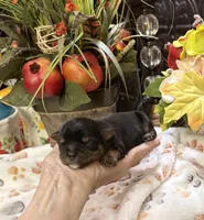 Roosevelt, a male Yorkshire Terrier for sale in Grayson, LA – 5 of 5