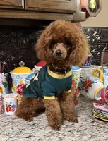 Theodore, a male Poodle - Toy  for sale in Grayson, LA – 2 of 9