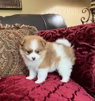 Oscar, a male Pomeranian for sale in Grayson, LA – 3 of 3
