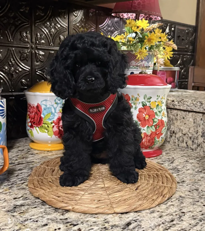Sherman – Cocker Spaniel, Poodle - Toy  puppy for sale in Grayson, LA
