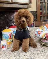 Theodore, a male Poodle - Toy  for sale in Grayson, LA – 4 of 7