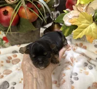 Roosevelt, a male Yorkshire Terrier for sale in Grayson, LA – 2 of 5