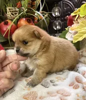 Bo Bo, a male Pomeranian for sale in Grayson, LA – Photo 2 of 2