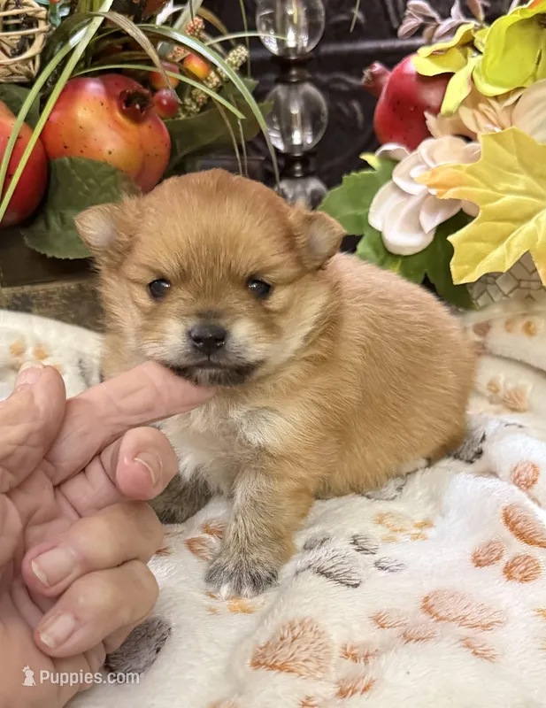 Bo Bo – Pomeranian puppy for sale in Grayson, LA