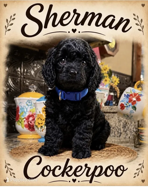 Sherman – Cocker Spaniel, Poodle - Toy  puppy for sale in Grayson, LA