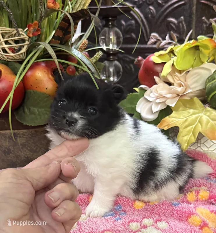Sally  – Pomeranian puppy for sale in Grayson, LA