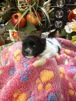 Sally , a female Pomeranian for sale in Grayson, LA – Photo 3 of 4