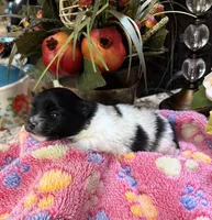 Sally , a female Pomeranian for sale in Grayson, LA – Photo 4 of 4