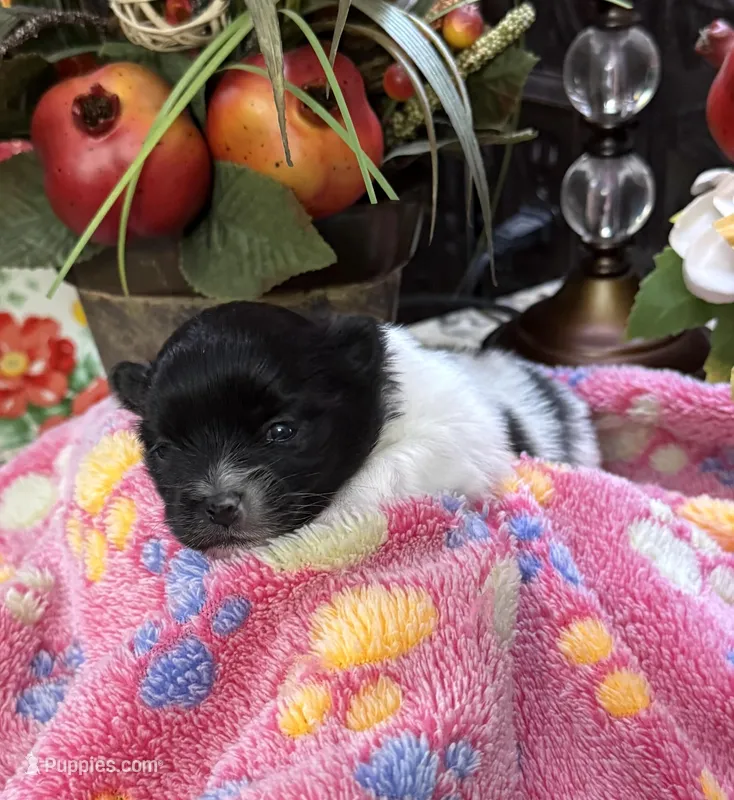 Sally  – Pomeranian puppy for sale in Grayson, LA