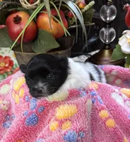 Sally , a female Pomeranian for sale in Grayson, LA – Photo 1 of 4