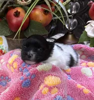 Sally , a female Pomeranian for sale in Grayson, LA – Photo 2 of 4