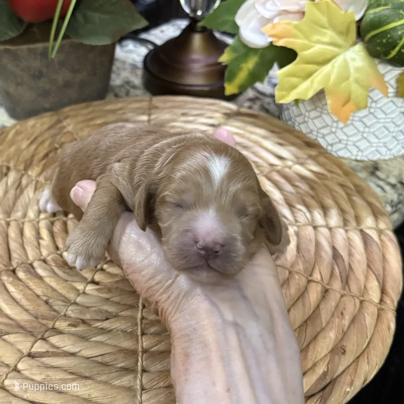 Sonny – Cocker Spaniel, Poodle - Toy  puppy for sale in Grayson, LA