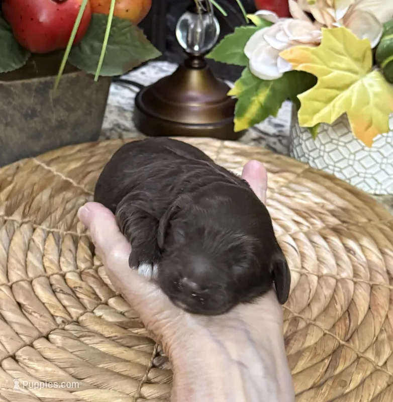 Savanna – Cocker Spaniel, Poodle - Toy  puppy for sale in Grayson, LA