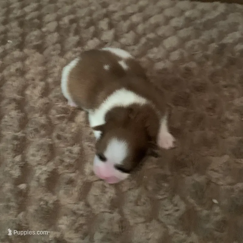 Oscar – Pomeranian puppy for sale in Grayson, LA