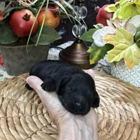 Sherman, a male Cocker Spaniel and Poodle - Toy  for sale in Grayson, LA – 1 of 2