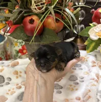 Roosevelt, a male Yorkshire Terrier for sale in Grayson, LA – 4 of 5