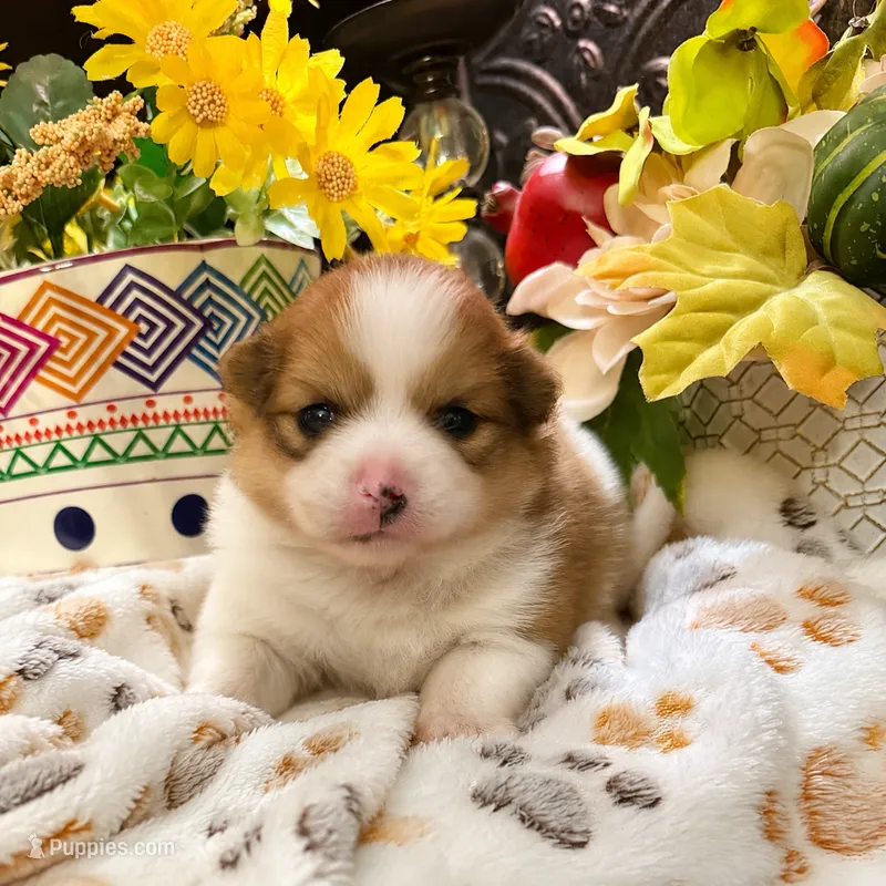 Oscar – Pomeranian puppy for sale in Grayson, LA