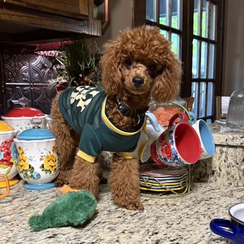 Theodore – Poodle - Toy  puppy for sale in Grayson, LA