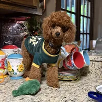 Theodore, a male Poodle - Toy  for sale in Grayson, LA – 1 of 7