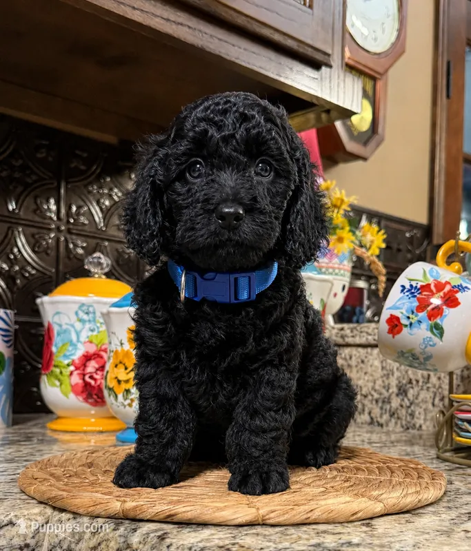 Sherman – Cocker Spaniel, Poodle - Toy  puppy for sale in Grayson, LA