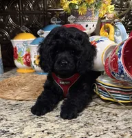 Sherman, a male Cocker Spaniel and Poodle - Toy  for sale in Grayson, LA – 4 of 4