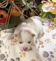 Sammy , a male Pomeranian for sale in Grayson, LA – Photo 2 of 2