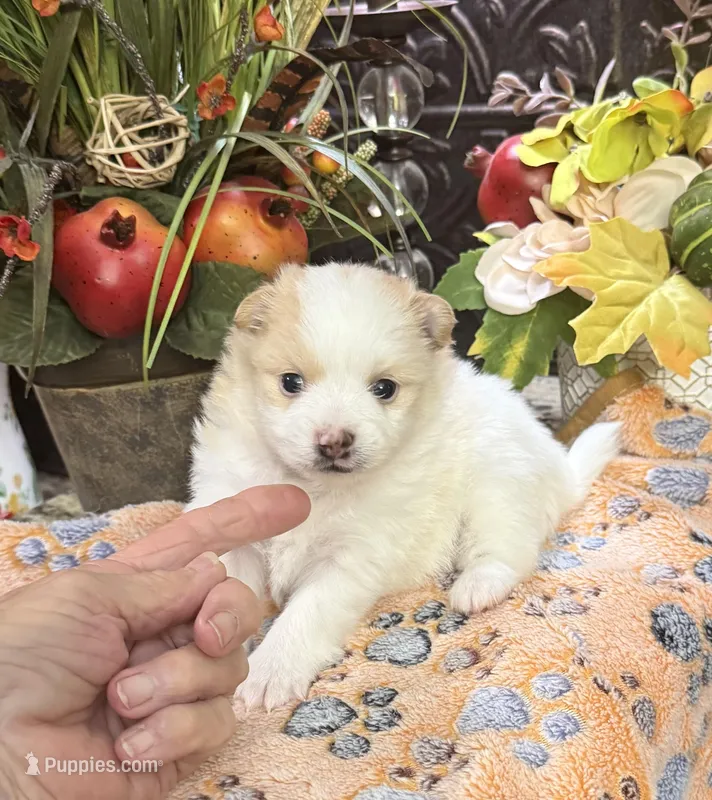 Sammy  – Pomeranian puppy for sale in Grayson, LA