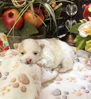 Sammy , a male Pomeranian for sale in Grayson, LA – Photo 1 of 2