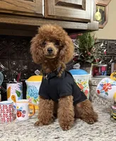 Theodore, a male Poodle - Toy  for sale in Grayson, LA – 3 of 7