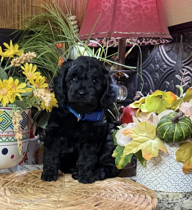 Sherman – Cocker Spaniel, Poodle - Toy  puppy for sale in Grayson, LA