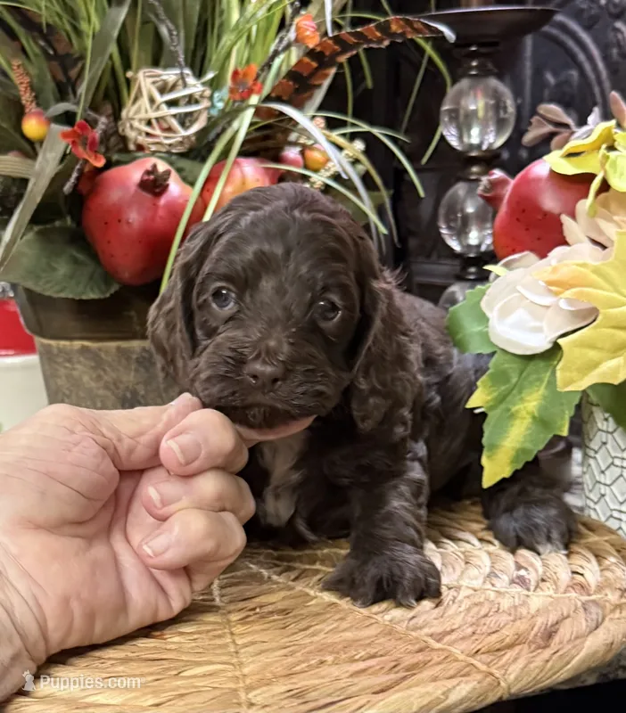 Savanna – Cocker Spaniel, Poodle - Toy  puppy for sale in Grayson, LA
