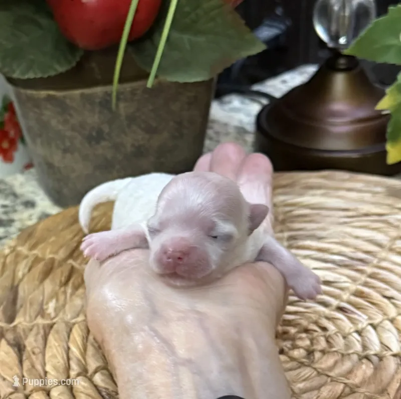 Buffy – Maltese puppy for sale in Grayson, LA