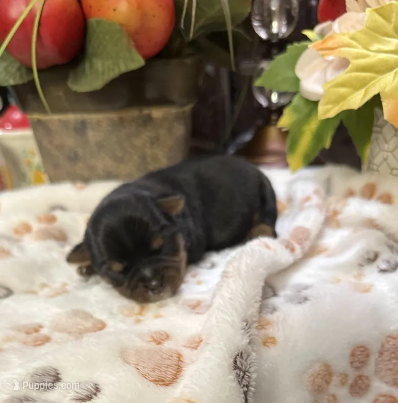Roosevelt – Yorkshire Terrier puppy for sale in Grayson, LA