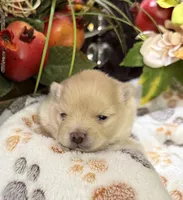 Sullivan, a male Pomeranian for sale in Grayson, LA – Photo 2 of 2