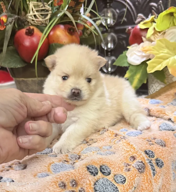 Sullivan – Pomeranian puppy for sale in Grayson, LA