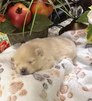 Sullivan, a male Pomeranian for sale in Grayson, LA – Photo 1 of 2