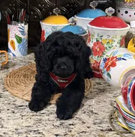Sherman, a male Cocker Spaniel and Poodle - Toy  for sale in Grayson, LA – 2 of 4