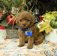 Little Joe, a male Poodle - Toy  for sale in Grayson, LA – Photo 3 of 4