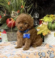 Little Joe, a male Poodle - Toy  for sale in Grayson, LA – Photo 4 of 4