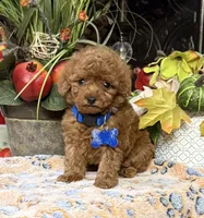 Little Joe, a male Poodle - Toy  for sale in Grayson, LA – Photo 1 of 4