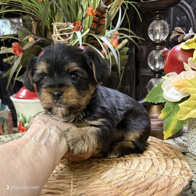 Roosevelt – Yorkshire Terrier puppy for sale in Grayson, LA