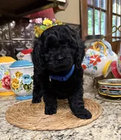Sherman, a male Cocker Spaniel and Poodle - Toy  for sale in Grayson, LA – 4 of 4