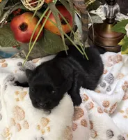 Scotty , a male Pomeranian for sale in Grayson, LA – Photo 2 of 4