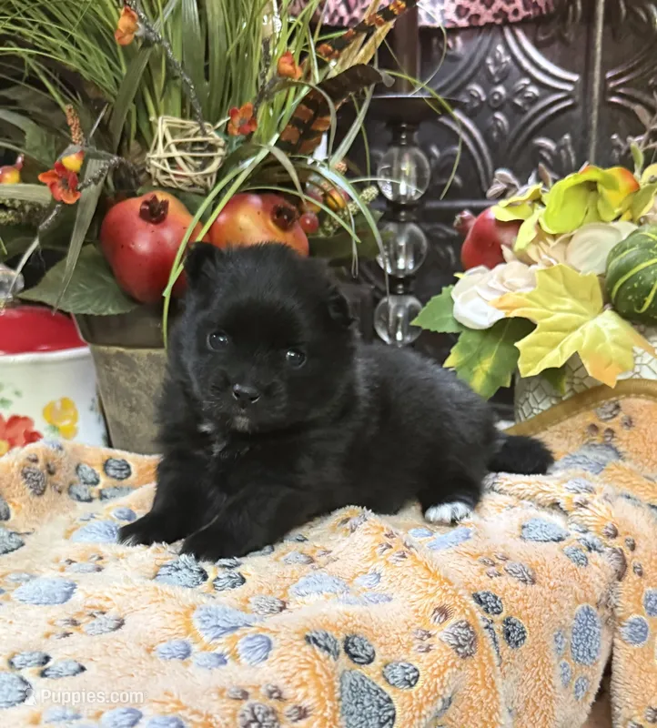 Scotty  – Pomeranian puppy for sale in Grayson, LA