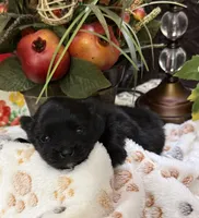 Scotty , a male Pomeranian for sale in Grayson, LA – Photo 4 of 4