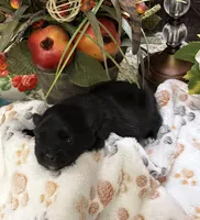 Scotty , a male Pomeranian for sale in Grayson, LA – Photo 1 of 4