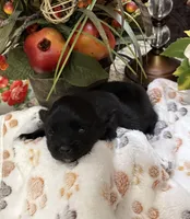 Scotty , a male Pomeranian for sale in Grayson, LA – Photo 3 of 4